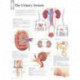 Urinary System Laminated Poster