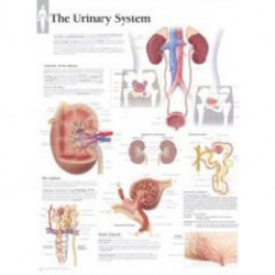 Urinary System Laminated Poster