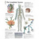 Lymphatic System Paper Poster
