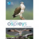 RSPB Spotlight Ospreys