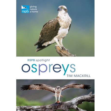RSPB Spotlight Ospreys