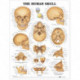 The Human Skull Anatomical Chart