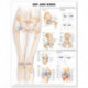 Hip and Knee Anatomical Chart