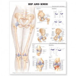 Hip and Knee Anatomical Chart