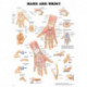 Hand and Wrist Anatomical Chart