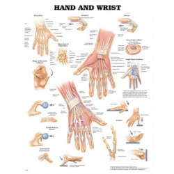 Hand and Wrist Anatomical Chart