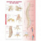 Anatomy and Injuries of the Spine Anatomical Chart