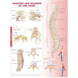 Anatomy and Injuries of the Spine Anatomical Chart