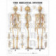 The Skeletal System Anatomical Chart