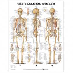 The Skeletal System Anatomical Chart