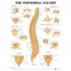 The Vertebral Column Anatomical Chart