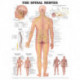 The Spinal Nerves Anatomical Chart