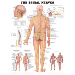 The Spinal Nerves Anatomical Chart