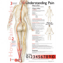 Understanding Pain Anatomical Chart