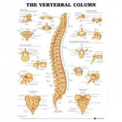 The Vertebral Column Anatomical Chart