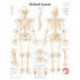 Skeletal System Paper Poster