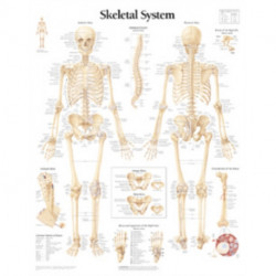 Skeletal System Paper Poster