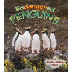 Endangered Penguins