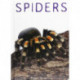 Spiders