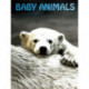 Baby Animals